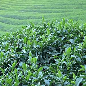 Dona - Ceremonial Matcha from Kyoto, 30g, Tin